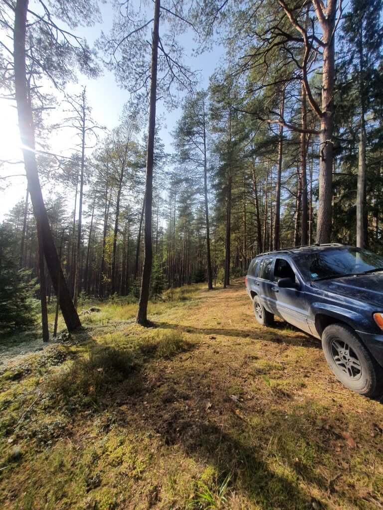 Silver car parked in a sunny forest clearing with tall pine trees