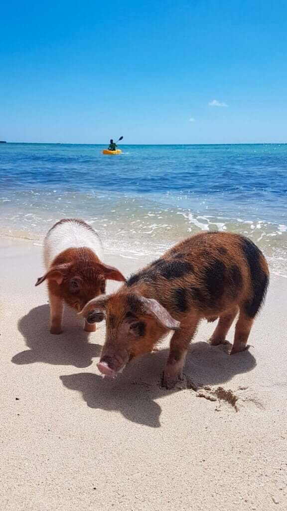 Swimming pigs on beach