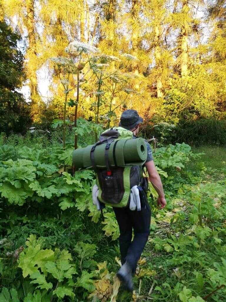 Latvian Hogweeds, dangerous plant