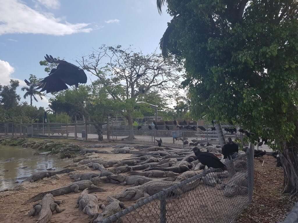 Aligators everywhere