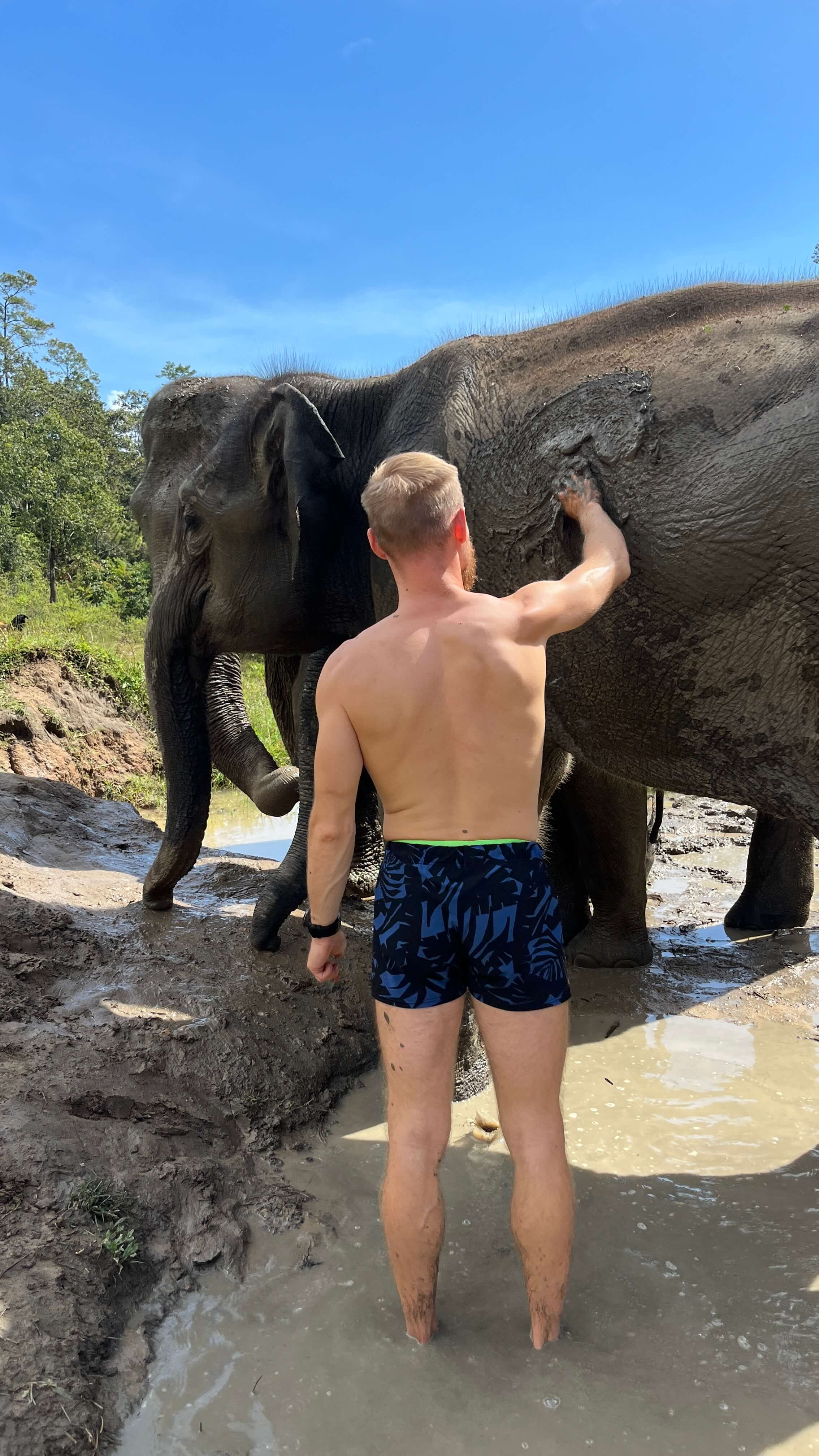 Elephant mud bath