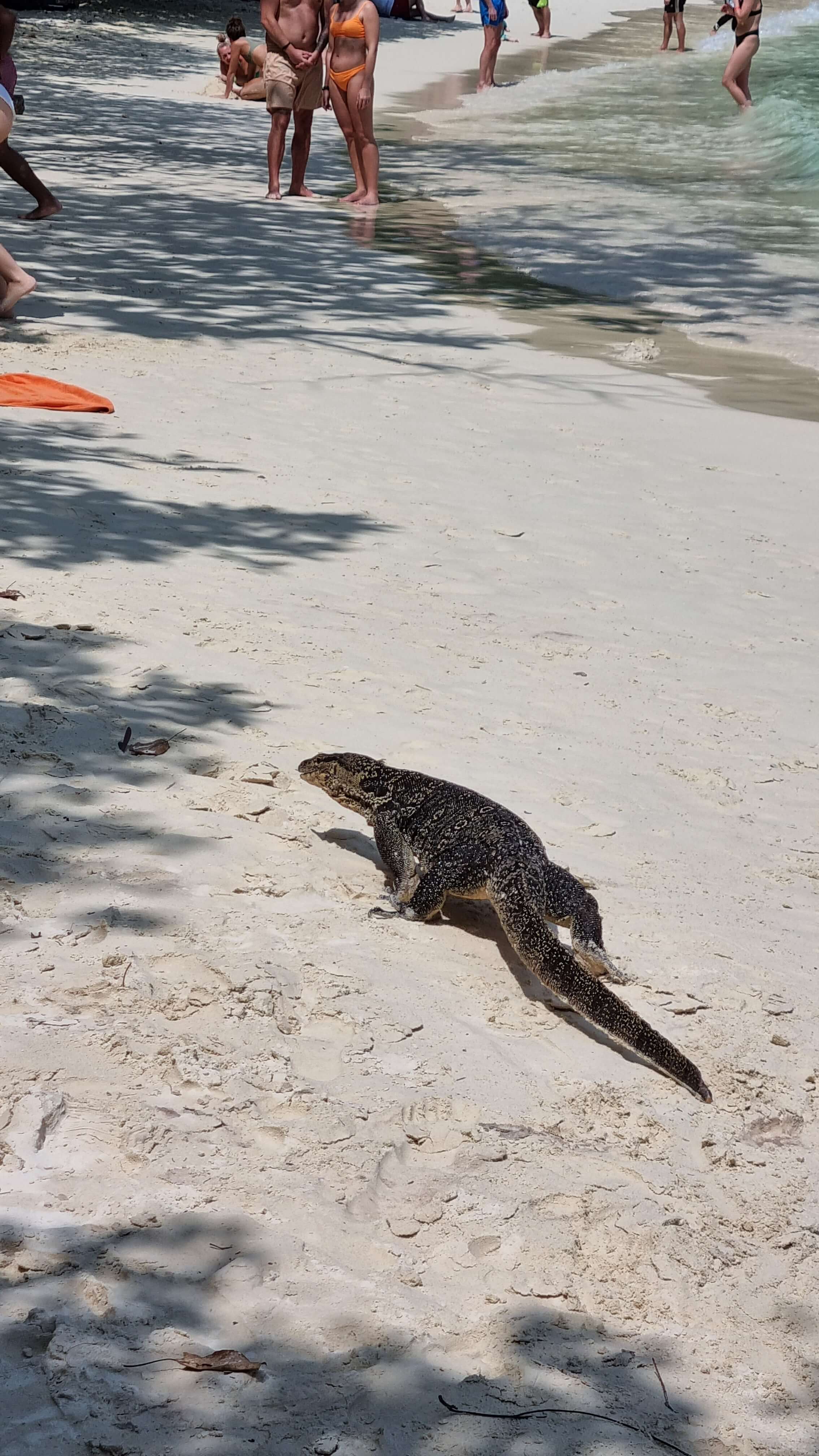 Monitor lizard on beach
