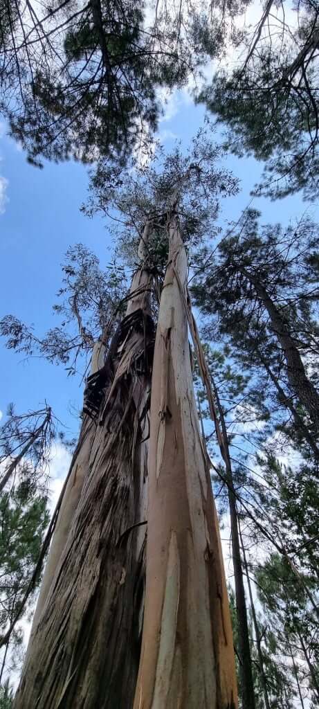 Trees at Miradouro Fafião
